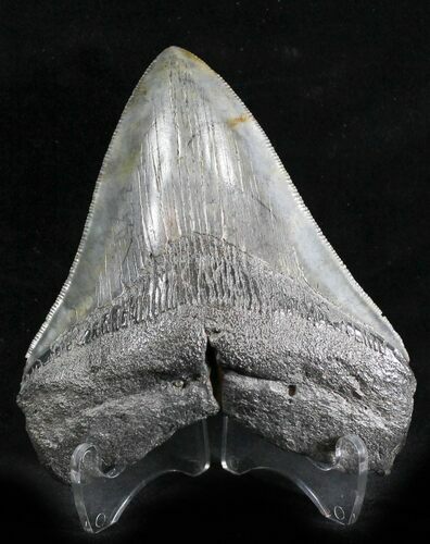 Serrated Megalodon Tooth - South Carolina #28475
